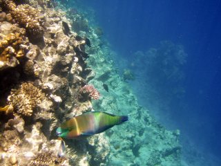 Barriera corallina